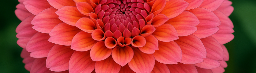 pink dahlia